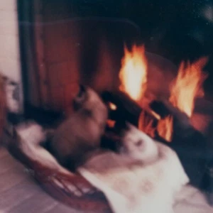 Foto Polaroid de colección borrosa lindos gatos llamas de fuego extraño encontrado arte instantánea - Imagen 1 de 5