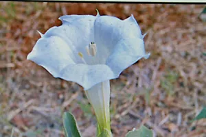 10 Samen großblütiger Stechapfel,Datura innoxia, #940 - Bild 1 von 1