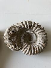 Fossil Dinosaur Stone Collectible Mineral Ammonite Genre Albien