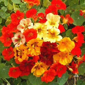 Tropaeolum 'Jewel Mix' (Nasturtium, Dwarf Mixed) Flower Seeds, Vibrant Blooms - Picture 1 of 5