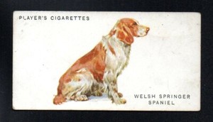 WELSH SPRINGER SPANIEL 1931 JOHN PLAYER CIGARETTES TOBACCO DOGS #37 VG-EX