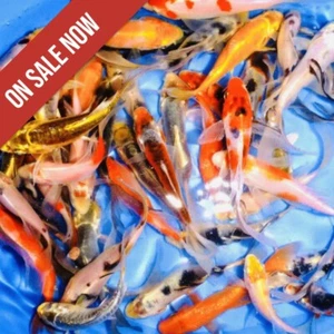 60-Lot Assorted 2"-4" Select Grade Mixed Live Koi Fish PKF - Picture 1 of 5