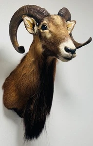 Corsican Ram Taxidermy Shoulder Mount 1970’s Beautiful Piece Free Shipping RARE - Picture 1 of 7