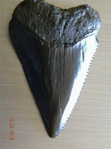  SPECIAL BLACK Peru Great White Shark Fossil Replica 3&1/2" REDUCED!!! - Picture 1 of 6