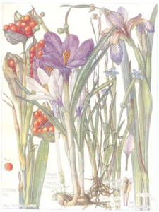 BLUMEN. Iris. Iridaceae. Blauäugiges Gras; Stinkende Iris; Frühlingskrokus 1907 - Bild 1 von 1