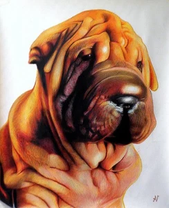 Ritratto portrait of SHAR PEI (dog) - Colored pencils cm. 60 x 70 - Picture 1 of 1