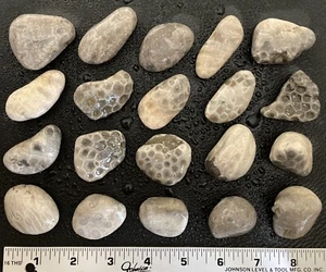 20 Stck. GROSSPACKUNG Michigan Petoskey Steine (Hexagonaria) - natürliche Fossilien 1,4 Pfund - Bild 1 von 5