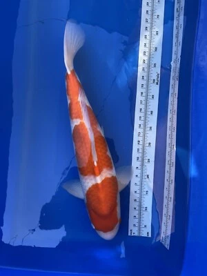 Kohaku Female 27in Marudo Koi Farm| Come With Certificate - Image 1 of 4