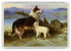 IMÁN NEVERA NOVEDAD IMPRESIÓN ARTÍSTICA PERRO Y CORDERO COLLIE GRAN REGALO - Imagen 1 de 1
