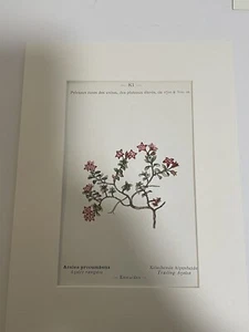 Antique Floral Print by Kastner C1908. Cottagecore Alpine Flowers. RARE Pg 83 - Picture 1 of 6
