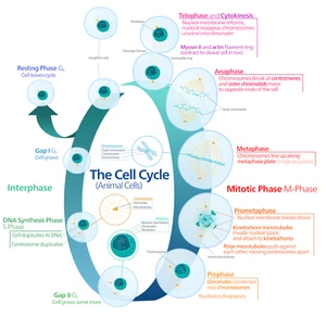 Animal Cell Cycle Mitosis Phase Cells Structure Biology Diagram Art Print Poster - Picture 1 of 1