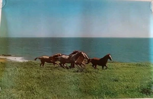 Póster vintage original 1971 caballos salvajes junto al mar paisaje costero escénico - Imagen 1 de 6