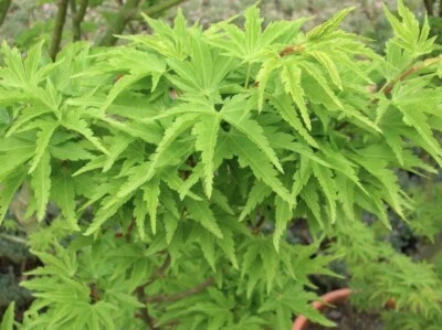 Japanese Maple ‘Shishigashira’ 1 gallon - Image 1 of 2