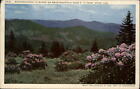 Roan Mountain Tennessee ~ fleurs de rhododendrons ~ carte postale envoyée 1949