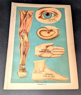 Antique Medical Book Plate Layered Anatomy of Eye Ear Hand Foot Leg E J Stanley - Image 1 of 4