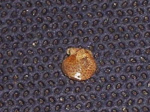 PALLIOLUM UNVERGLEICHLICHES SELTENES MUSTER - Bild 1 von 3