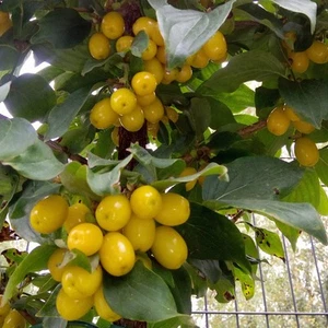 Kornelkirsche Jantarnyj 2L - Gelb-bernsteinfarbene Früchte - Bild 1 von 9
