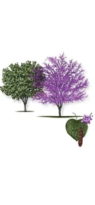 🌸🪴Judas Tree Seeds (Cercis siliquastrum) 20xKYLIELILY co. Eastern Redbud Seeds - Picture 1 of 5