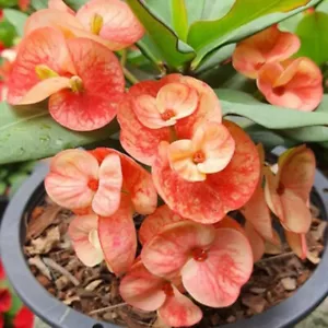 Corona di Spine Arancione Unicorno Thai Ibrido Pianta di Cristo Euphorbia Milii - Foto 1 di 5