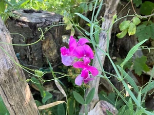 Staudenwicke Wicke rosa ca. 100 Samen - Bild 1 von 4