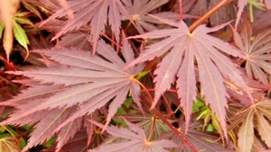 15 YASEMIN JAPANESE MAPLE SEEDS - Acer palmatum 'Yasemin' - Picture 1 of 4
