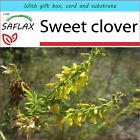 SAFLAX Gift Set - Sweet clover - 250 seeds - Melilotus