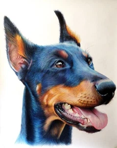 Ritratto ritratto di DOBERMANN (cane) - Matite colorate cm. 65 x 80 - Foto 1 di 1