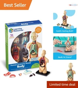 Human Body Model Plastic 4.5" 31 Pieces Anatomy Learning Tool Classroom Gift - Picture 1 of 9