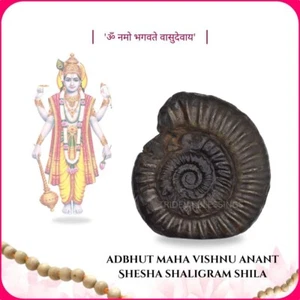 Adbhut Maha Vishnu Anant Shesha Shaligram Shila - EBS59 - Picture 1 of 3