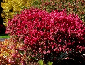 Wahoo Burning Bush, Euonymus atropurpurea Seeds (Showy, Fall Color, Hardy) - Picture 1 of 8