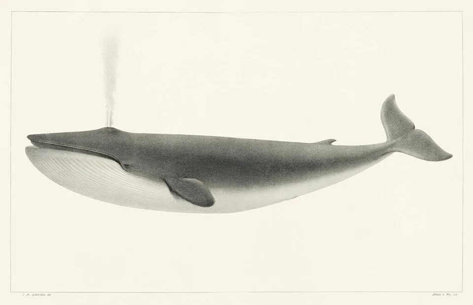 The Sulphurbottom 1872 Whale, Melville Scammon, Wall Decor Art Print 11" x 14" - Image 1 of 1