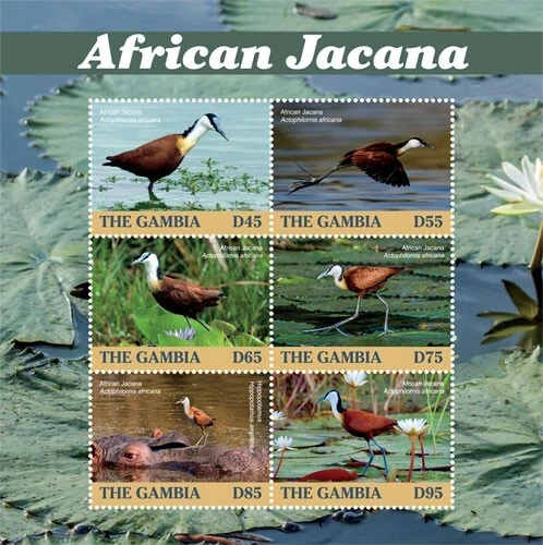 Gambia 2019 - Jacana africana - Animales - Hoja de 6 estampillas - Scott #3846 - MNH Foto 1 de 1