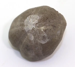 Seeigel, Toxaster peroni, Kreide, Barreme, Cap Rhir, Agadir, Marokko -L423 - Picture 1 of 6