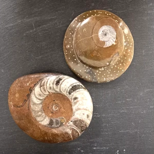 Ammonite Fossils Two Round Approximately 7cm Natural - Picture 1 of 8