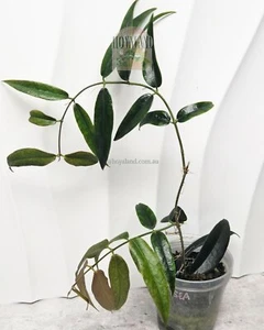 Ultra rare Thin Leaf Hoya paradisea white 🩷🩷 - Picture 1 of 5