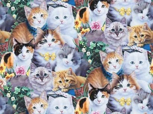 Animal Fabric - Digital Curious Kittens Packed - David Textiles YARD - Picture 1 of 1