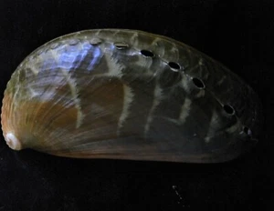 Gema de 104 mm Haliotis Asinina MUY GRANDE Y RAYADA MUY GRANDE mm - Imagen 1 de 3