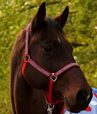 Nylon Halfter Glitzer Knallrot ROT Bling w. Strass Mini Shetty MS  S P VB Shetty - Bild 1 von 4