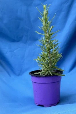 Rosemary - Salvia rosmarinus - Live Plant 8 inches - Rosmarinus officinalis - Image 1 of 3