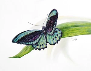 ORIGINAL Watercolour BIRDWING BUTTERFLY 14"x11" by Mila Ansell - Picture 1 of 5