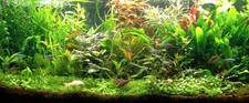 PROMO Lot de 50 plantes aquarium 8 varietes a racines et tiges +15 gratuites en+