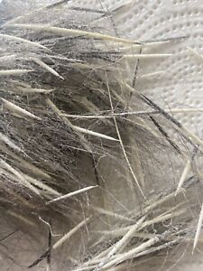 Porcupine Quills Unwashed Stored Hand Plucked Northern Michigan 1 Oz Bag