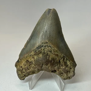 Megalodon Shark Tooth 3.68 Inch - Colorful - Natural Fossil - Real Teeth 19895 - Picture 1 of 8