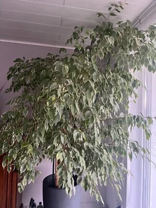 wunderschöner, dichtgewachsener Ficus Benjamini H: 250 cm - echte Birkenfeige - Bild 1 von 2