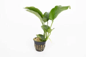 Anubias barteri VAR. barteri - Tropical Water Live Aquarium Plants - Picture 1 of 1