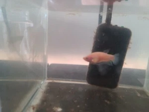 Betta Plakat Soldier Fighter  - Picture 1 of 5