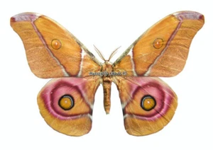 Unmounted Butterfly/Saturniidae - Antherina suraka, male, 50-54mm - Picture 1 of 2