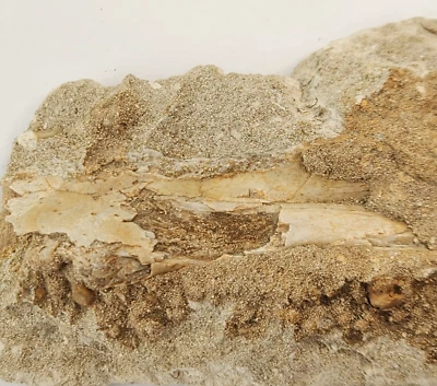 Odontopteryx Toothed Bird Bone Fossil - Ouled Abdoun Basin - Oued Zem, Morocco  - Image 1 of 4