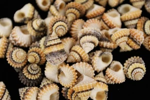 10-TECTARIUS CONRONATUS,Med/Lg Craft Seashells,jewelry supply,all occasion gift. - Picture 1 of 10