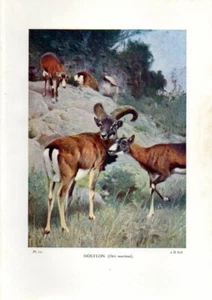 1931 PYCRAFT CHROMOLITHOGRAPH mouflons - Bild 1 von 3